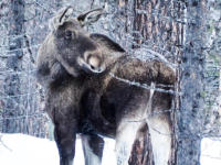 Elche habe wir auch gesehen