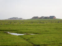 Hallig Hooge